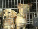 Perros en jaula
