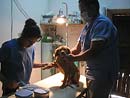 Preparando animal para cirug&iacute;a
