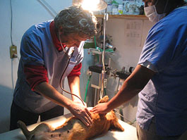 Doctores anestesiando